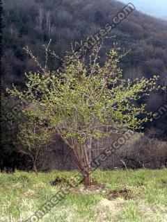 Photo Textures of Trees