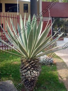 Photo Textures of Trees