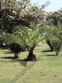 Photo Textures of Palm Trees