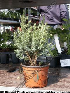 Photo Textures of Trees