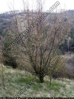 Photo Textures of Trees
