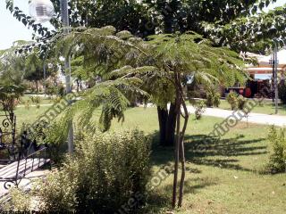 Photo Textures of Trees