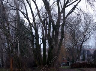 Photo Textures of Trees