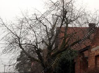 Photo Textures of Trees