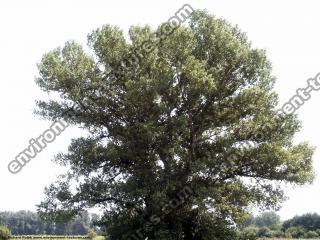 Photo Textures of Trees