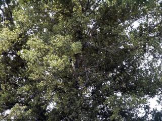 Photo Textures of Trees