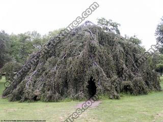 Photo Textures of Trees