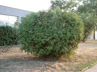 Photo Textures of Trees