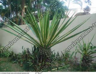 Photo Textures of Trees