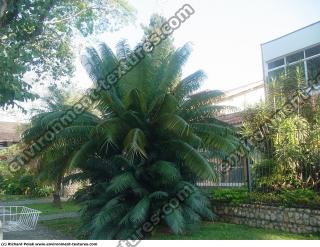 Photo Textures of Trees