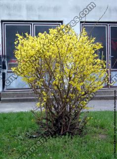Photo Textures of Plants Bush