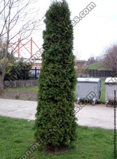 Photo Textures of Trees