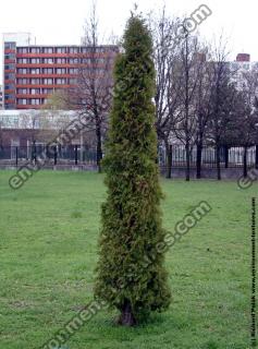 Photo Textures of Trees