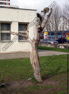 tree without leaves
