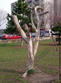 Photo Textures of Trees