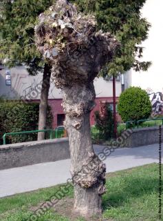 Photo Textures of Trees