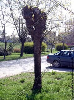 Photo Textures of Trees