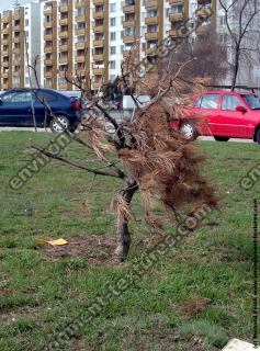 Photo Textures of Trees
