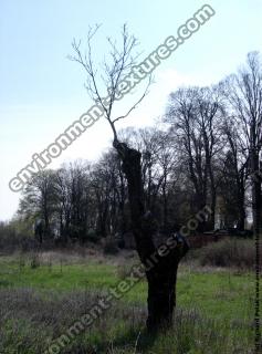 Photo Textures of Trees