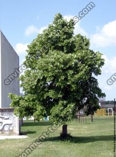 Photo Textures of Trees