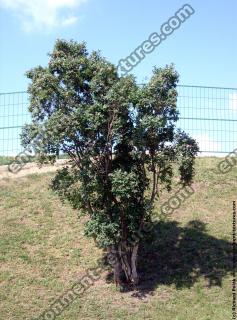 Photo Textures of Trees