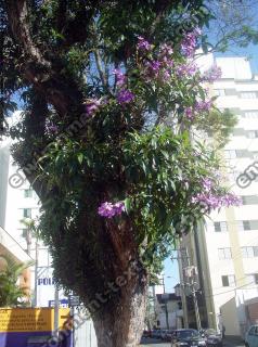 Photo Textures of Trees