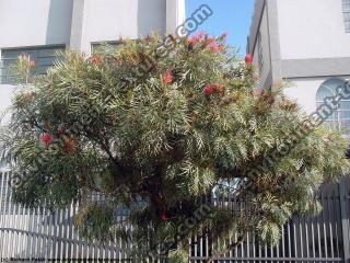 Photo Textures of Trees