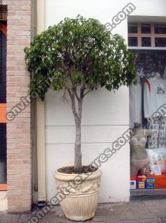 Photo Textures of Trees