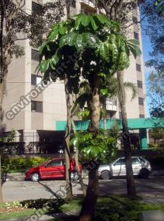 Photo Textures of Trees