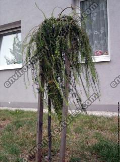 Photo Textures of Trees