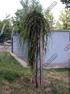 Photo Textures of Trees