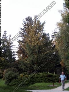 conifer tree