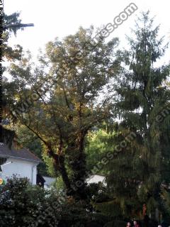 Photo Textures of Trees