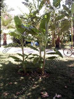 Photo Textures of Trees