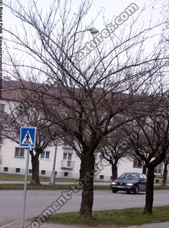 Photo Textures of Trees