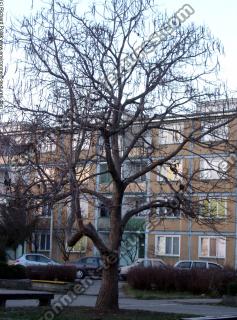 Photo Textures of Trees