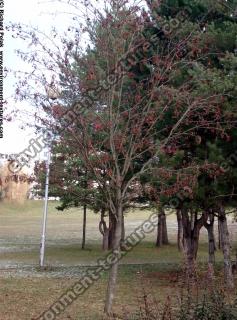 Photo Textures of Trees