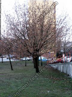 Photo Textures of Trees