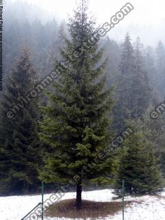 Photo Textures of Trees