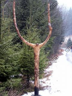 Photo Textures of Trees