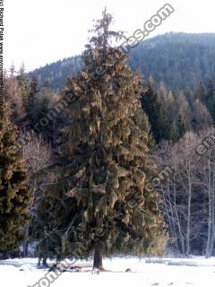 conifer tree