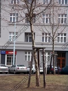 Photo Textures of Trees