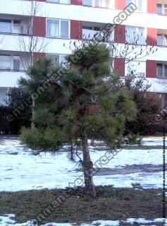 Photo Textures of Trees