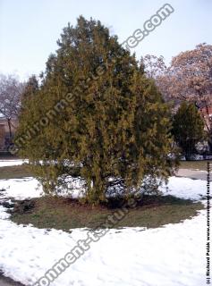 Photo Textures of Trees