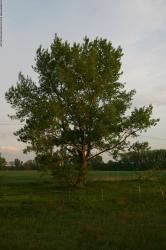 Photo Textures of Trees