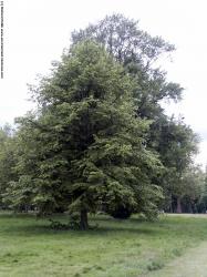 Photo Textures of Trees