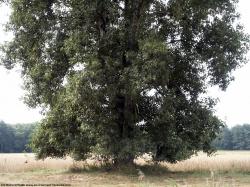 Photo Textures of Trees