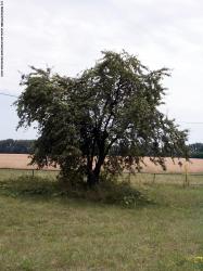 Photo Textures of Trees