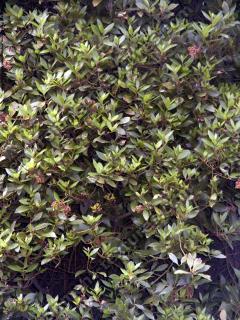 Photo Textures of Trees