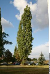 Photo Texture of Trees